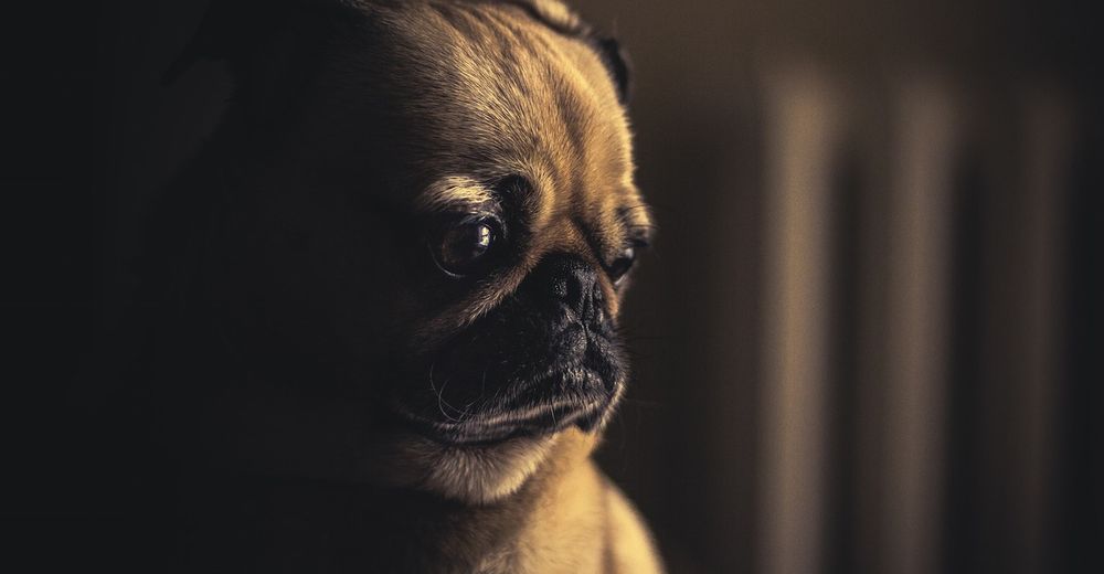Mucho OJO – 7 señales de que tu perro siente dolor y está tratando de esconderlo Mucho OJO – 7 señales de que tu perro siente dolor y está tratando de esconderlo