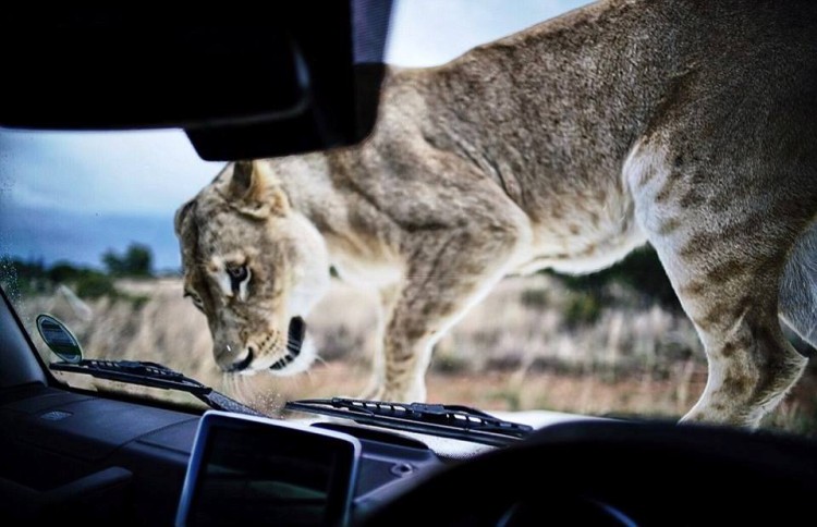 Leones abrazan a hombre 1111