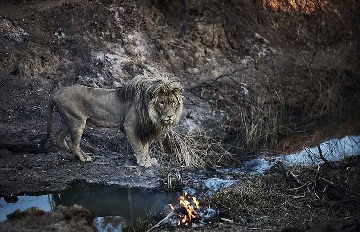 Leones abrazan a hombre 99