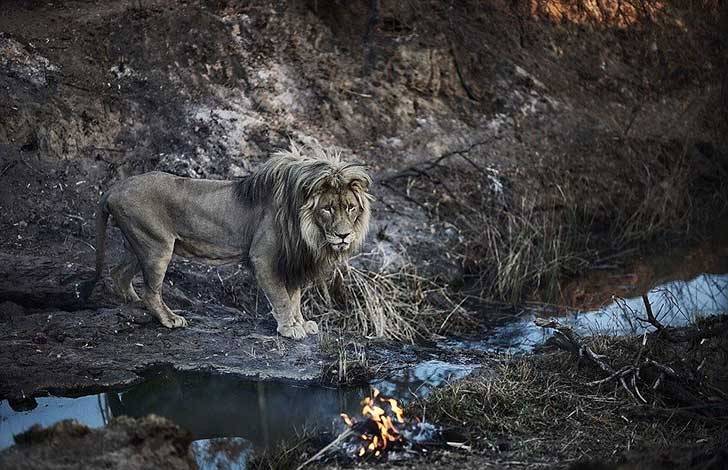 Leones abrazan a hombre 99