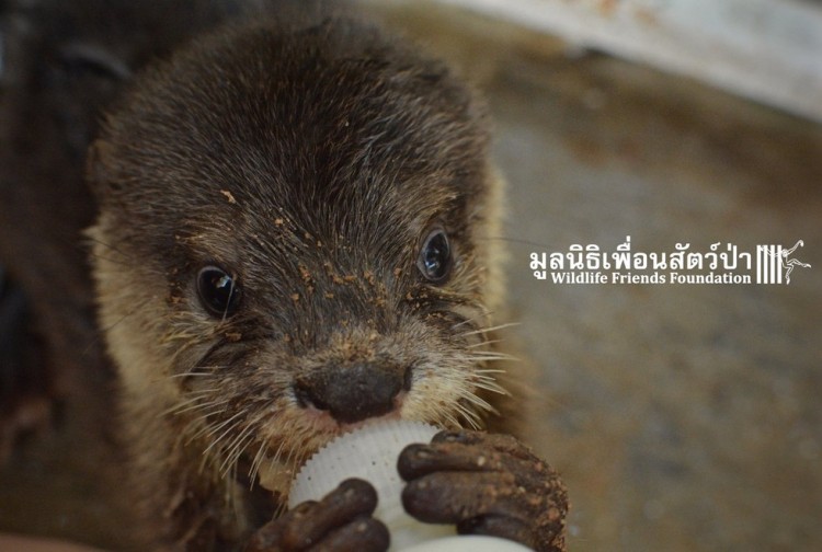 Nutria comida 12