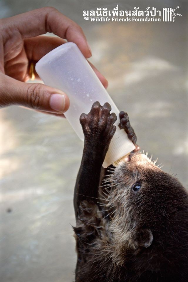 El tierno video de la nutria bebé que se viralizó - Diario Panorama Movil