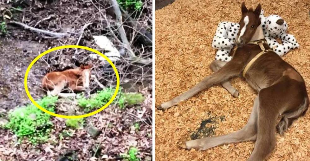 Este potro estuvo dos días atrapado en una zanja, pero un grupo de héroes le devolvió la vida
