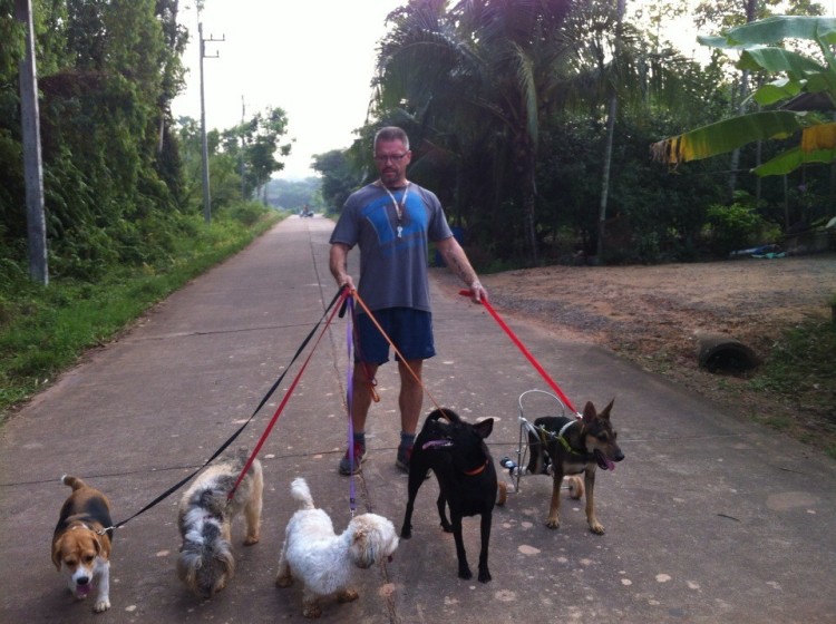 alimenta-perros-en-tailandia10