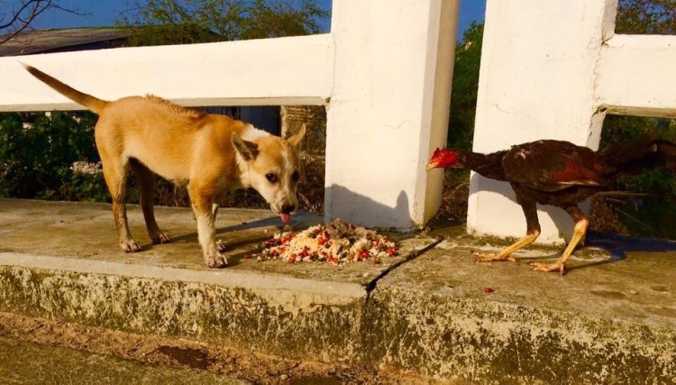 alimenta-perros-en-tailandia5