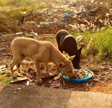 alimenta-perros-en-tailandia6