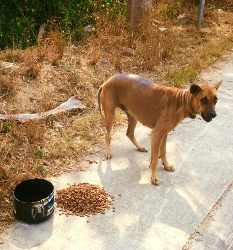 alimenta-perros-en-tailandia9