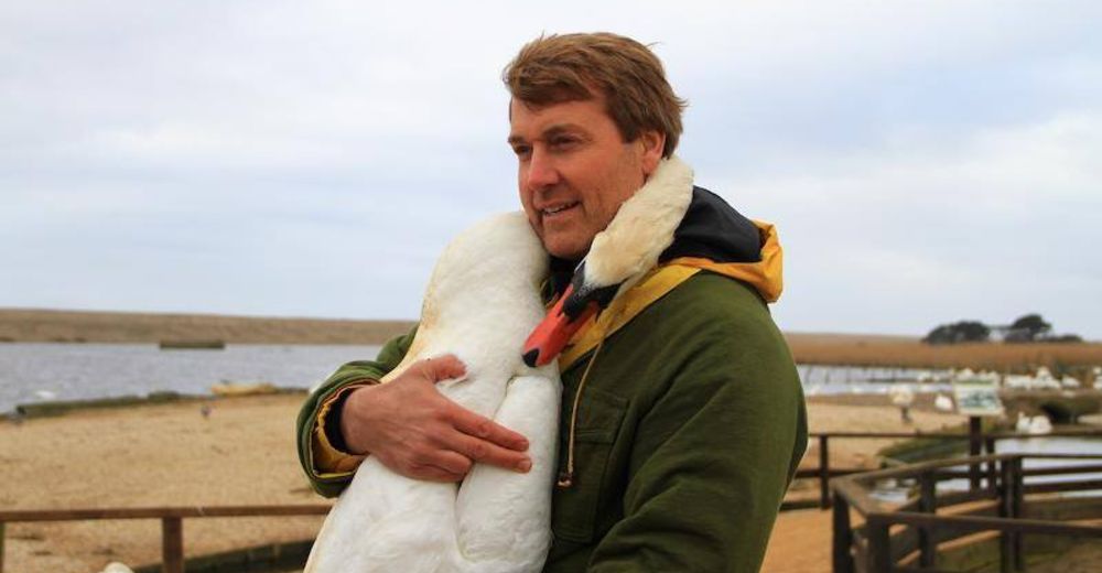 Este cisne derrite de amor a las redes por todo el afecto que le demostró a su salvador Este cisne derrite de amor a las redes por todo el afecto que le demostró a su salvador