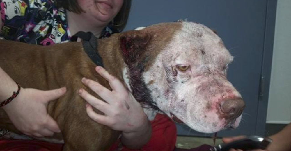 Conmovedor – Un ángel le dio una nueva oportunidad de vida a este perro de peleas abandonado