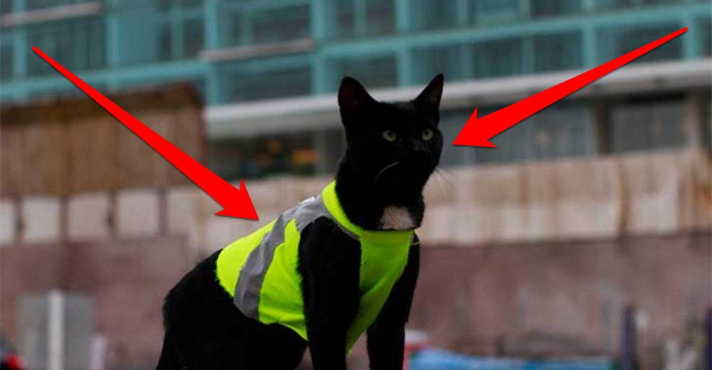 Grandioso final para Black, el gato que se convirtió en el mejor obrero de una construcción Grandioso final para Black, el gato que se convirtió en el mejor obrero de una construcción
