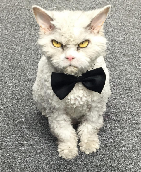 gato que nacio para juzgarte elegante