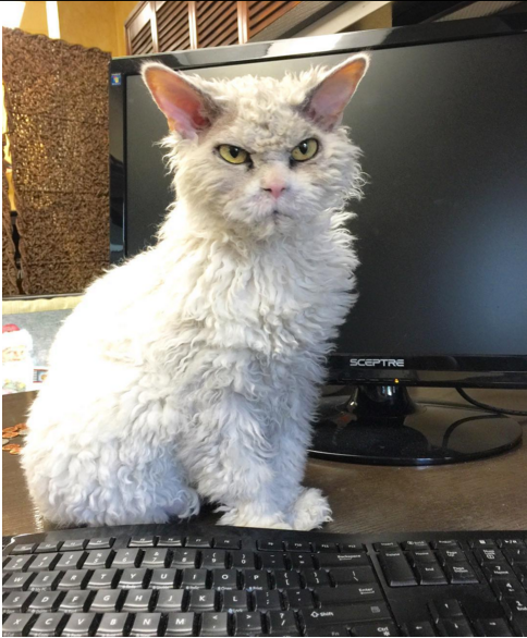 gato que nacio para juzgarte escritorio