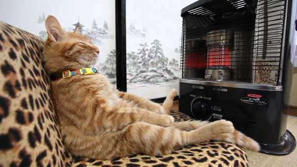 gatos-disfrutan-calor-13