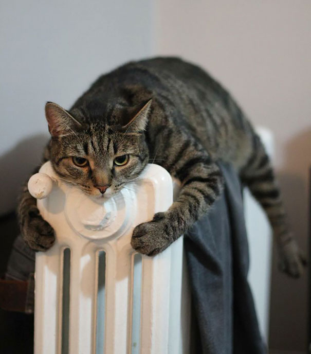 gatos-disfrutan-calor-22