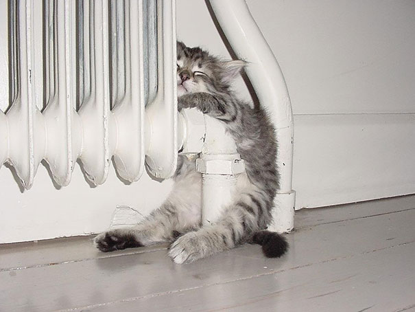 gatos-disfrutan-calor-7