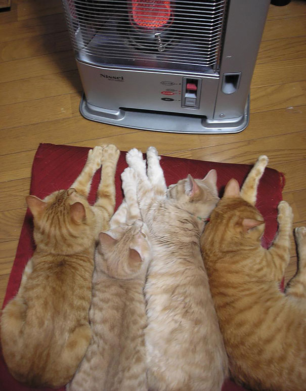 gatos-disfrutan-calor-9
