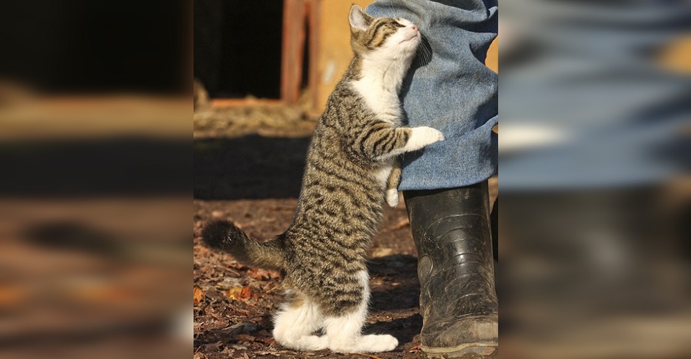 ¿Sabrías descubrir los raros gestos con los que tu minino te demuestra que te ama?