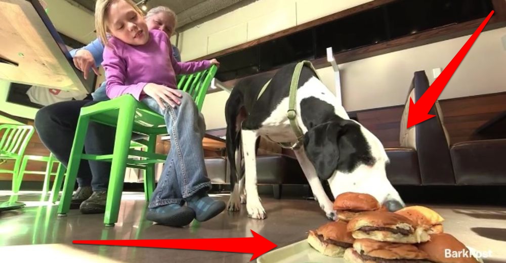 Este perro cambió la vida de una niña que no podía caminar y le regalaron una gran sorpresa