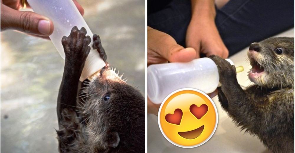 A esta adorable nutria bebé le encanta su comida y cuando la conozcas se robará tu corazón