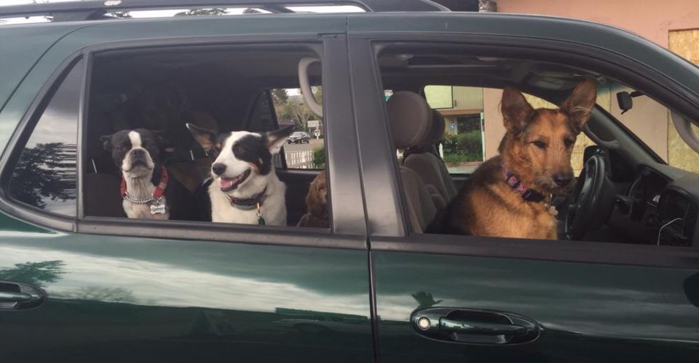 Este paseador de perros es EXTRAORDINARIO y sus caminatas son en lugares… fuera de serie Este paseador de perros es EXTRAORDINARIO y sus caminatas son en lugares… fuera de serie