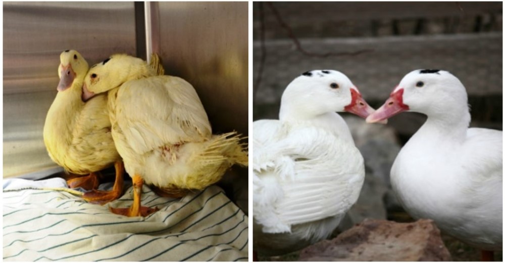 Historia grandiosa – Estos dos patos sobrevivieron de milagro al maltrato más cruel Historia grandiosa – Estos dos patos sobrevivieron de milagro al maltrato más cruel