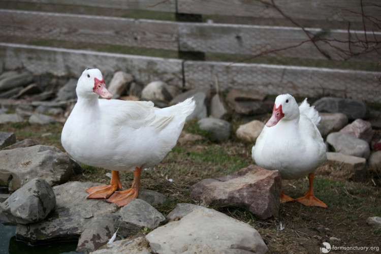 patos-rescatados4