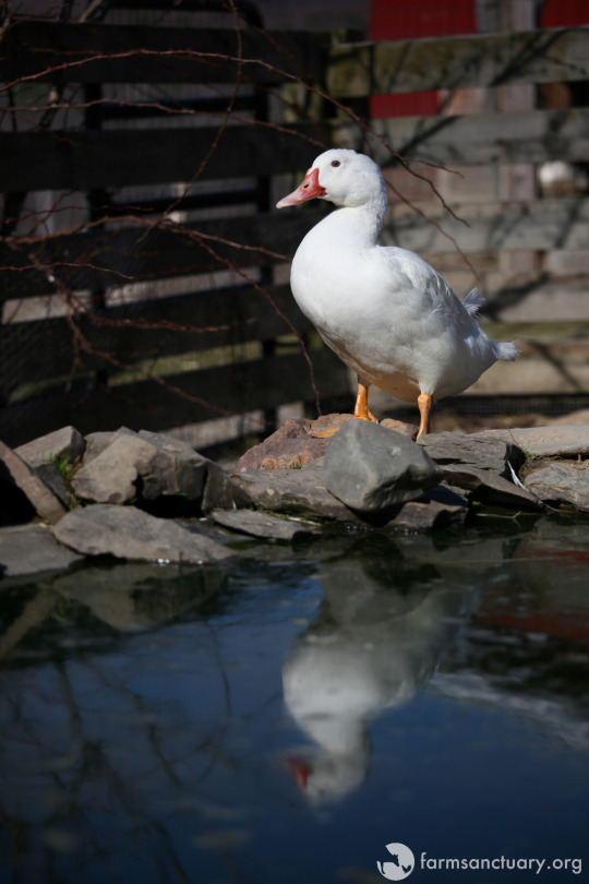 patos-rescatados6