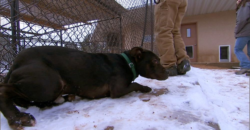 Admirable – Este perro rescatado de un club de pelea se convierte en algo INCREÍBLE Admirable – Este perro rescatado de un club de pelea se convierte en algo INCREÍBLE