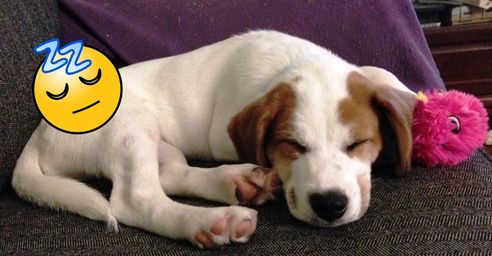 ¿Sabes por qué tu perrito hace ruidos extraños mientras duerme? ¿Sabes por qué tu perrito hace ruidos extraños mientras duerme?