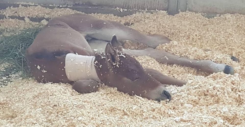 Rescatan a un potro salvaje abandonado por su madre en Arizona, por una descorazonadora razón