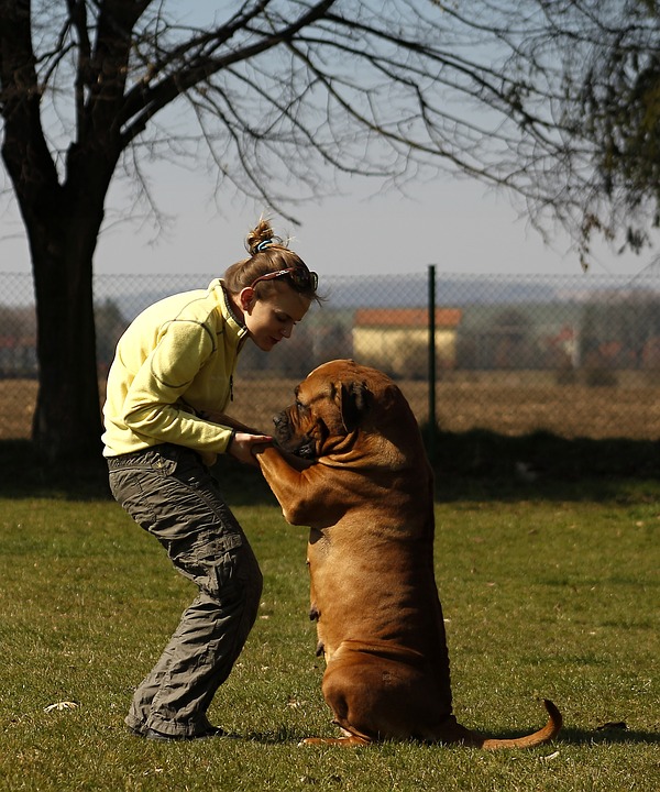 salir con amantes de perros 3