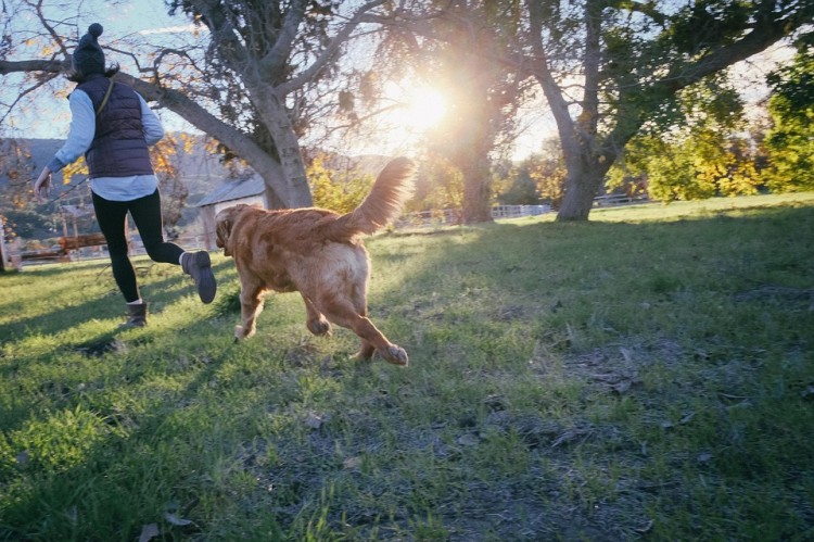 salir con amantes de perros 4