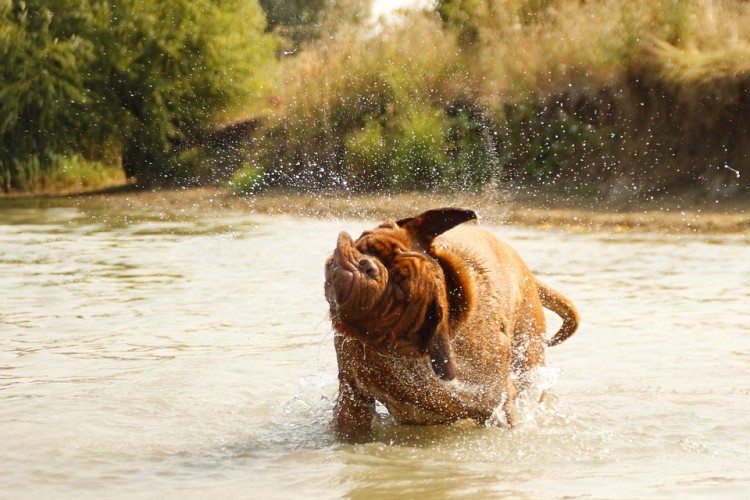 salir con amantes de perros 8