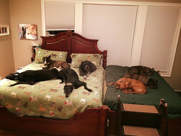 segunda cama para perros