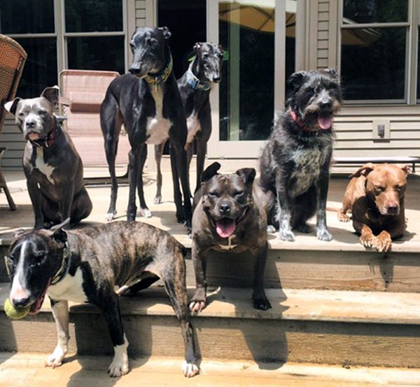 segunda cama para perros escaleras