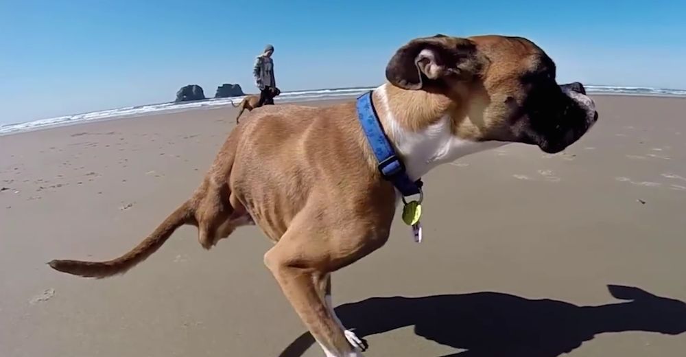ADMIRABLE – Estos 8 perritos han transformado sus limitaciones en motivos para ser felices ADMIRABLE – Estos 8 perritos han transformado sus limitaciones en motivos para ser felices