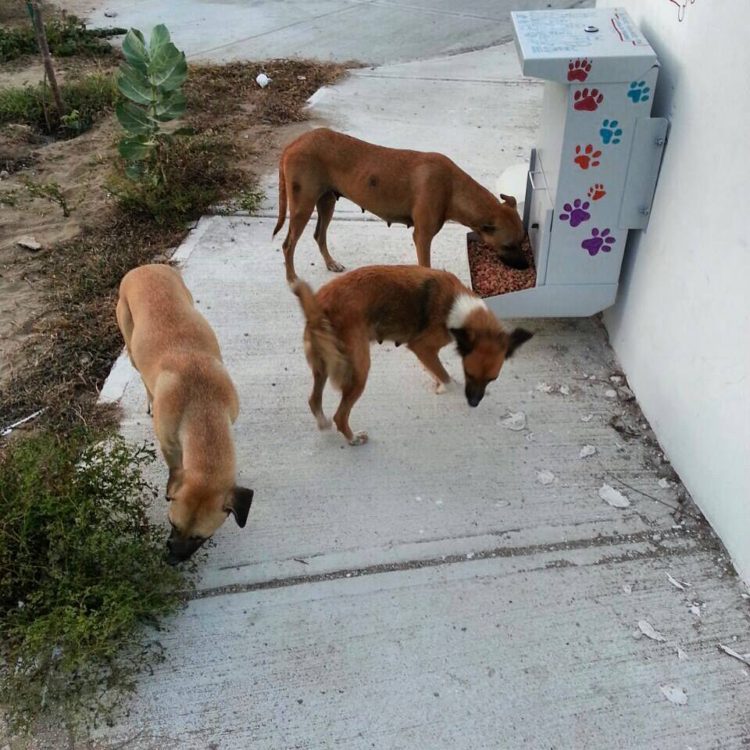 COMEDOG12