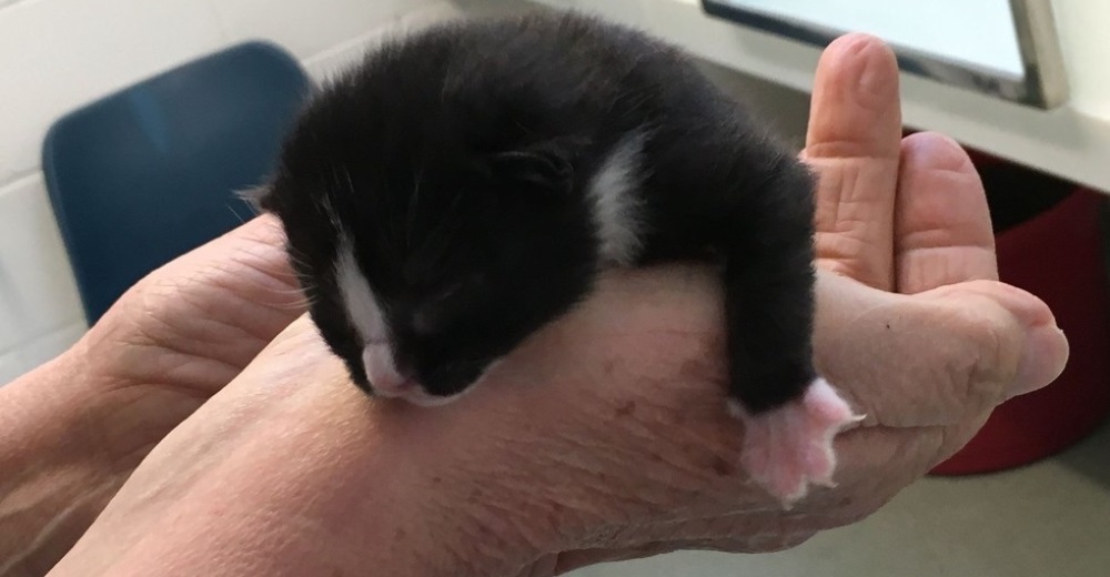 La increíble historia del gatito bebé que viajó sin su madre más de 125 km
