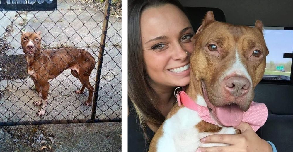 Afortunadamente, el destino de este perro cambió por completo – Su historia es DESGARRADORA