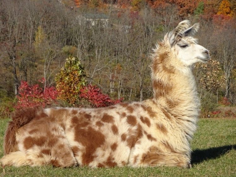 LLAMA1