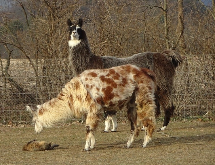 LLAMA4