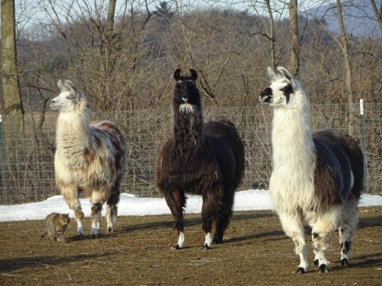 LLAMA8