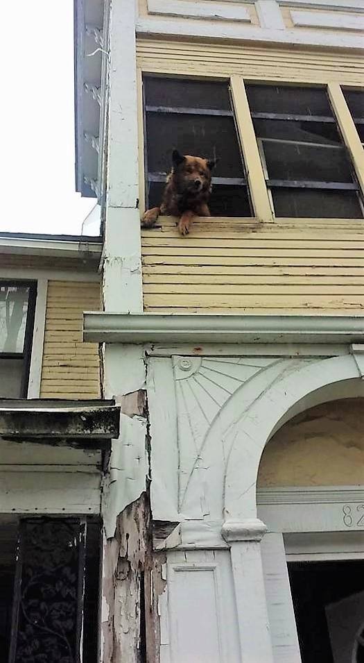 Perro atrapado en un portico 1