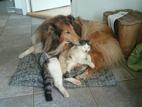 Perro-gato-duermen-juntos 8