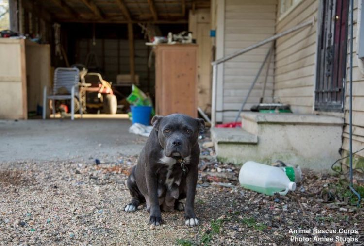 Perro saba que fue rescatado 3