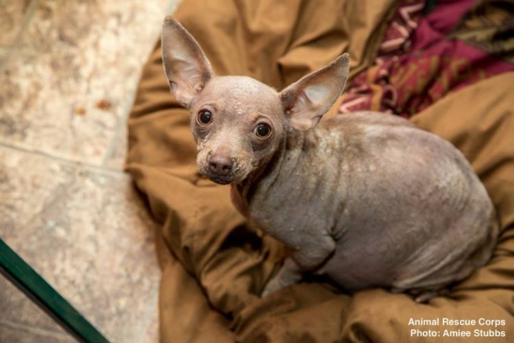 Perro saba que fue rescatado 5