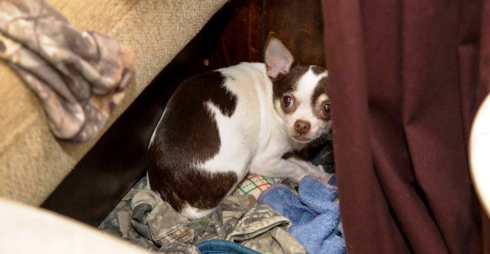 Estos perros tenían la esperanza de ser rescatados… y un grupo de héroes cumplió su sueño Estos perros tenían la esperanza de ser rescatados… y un grupo de héroes cumplió su sueño