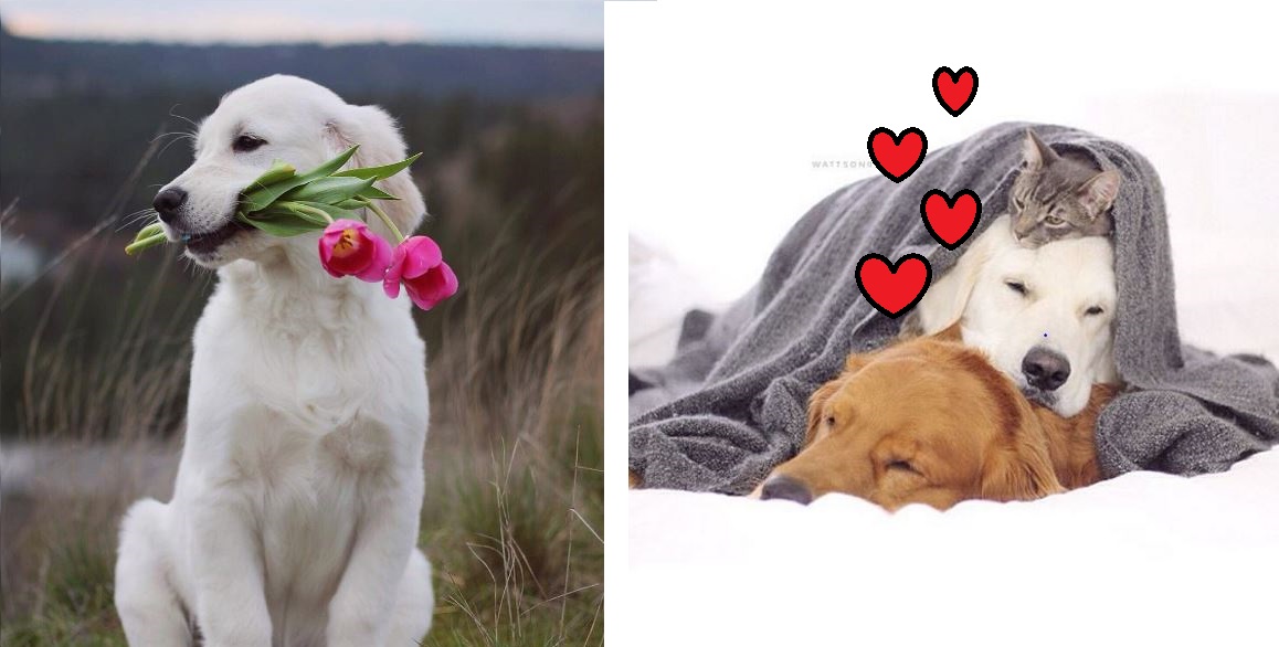 Demasiado tierno – Este perro conoce exactamente cómo calmar la ansiedad de sus hermanos
