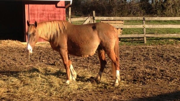 caballo-rechazado-mama-adoptiva1