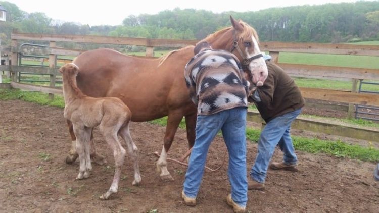 caballo-rechazado-mama-adoptiva3